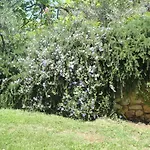 Oruci