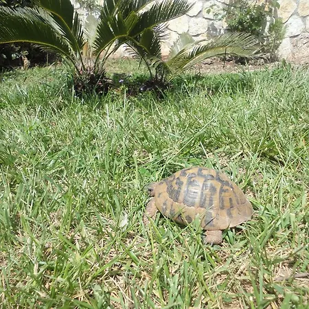 Oruci * Ксамил