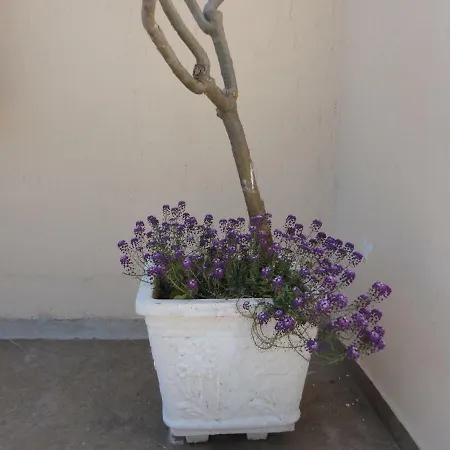 Lejlighed Oruci Ksamil