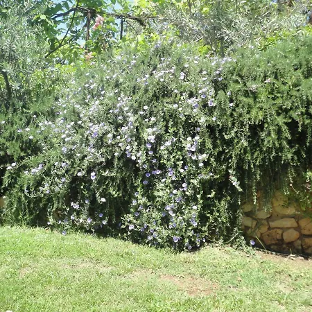 Oruci